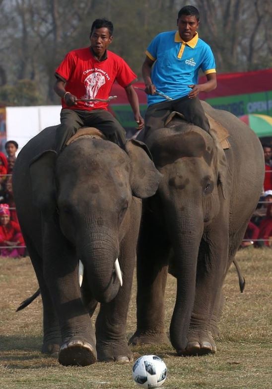 elephant-festival-to-begin-in-sauraha-from-december-26